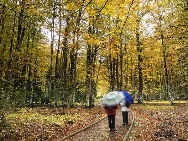 Persons walking under the rain, for a way, in a forest of beeches in autumn