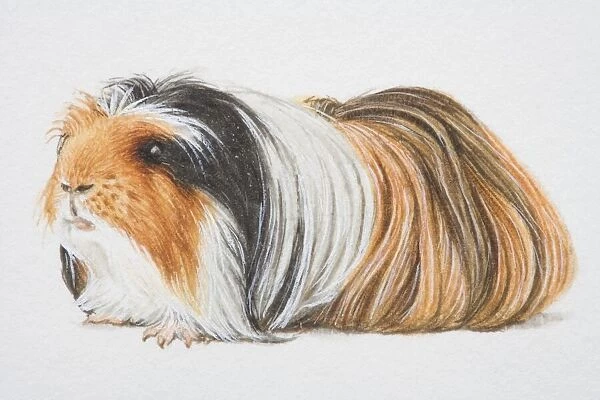 A Peruvian and Non-self Sheltie cross-breed guinea pig
