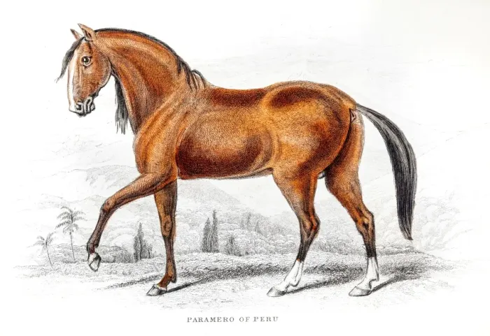 Framed Print : Peruvian Paso Fino Horse 1841