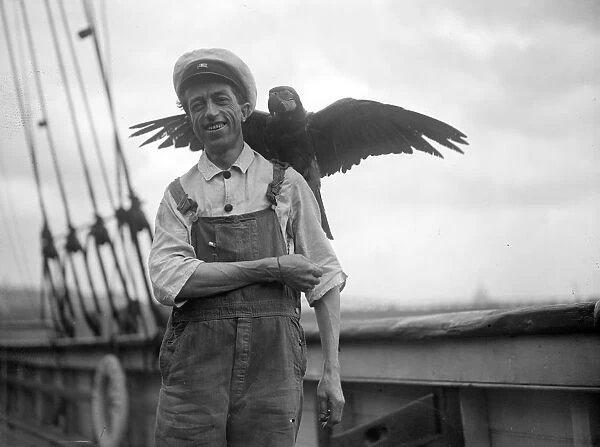 Pet Macaw. 3rd June 1929: A pet macaw on board the Friendship