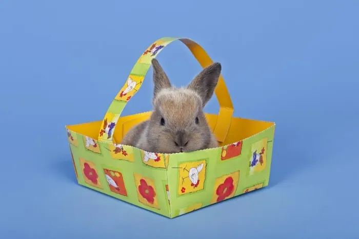 Framed Print : Pet rabbit in an Easter basket Framed Print : Pet rabbit in an Easter basket