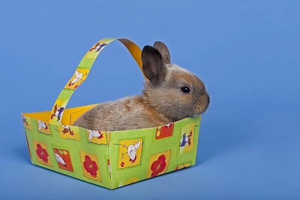 Pet rabbit in an Easter baskets