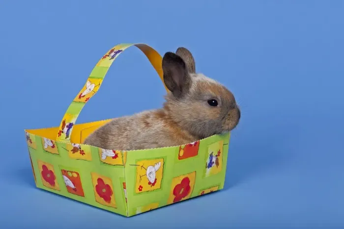 Framed Print : Pet rabbit in an Easter baskets Framed Print : Pet rabbit in an Easter baskets