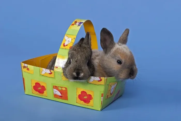Framed Print : Two pet rabbits in an Easter basket Framed Print : Two pet rabbits in an Easter basket