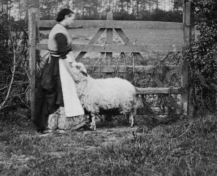 Framed Print : Pet Sheep. A woman stands with her arms around her pet sheep, circa 1890 Framed Print : Pet Sheep. A woman stands with her arms around her pet sheep, circa 1890