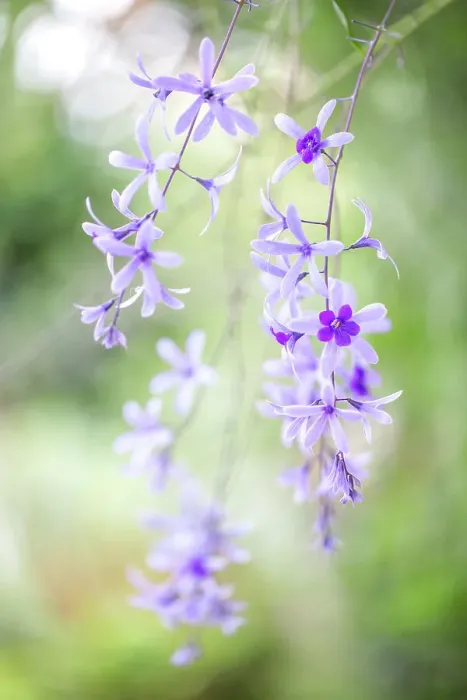 Framed Print : Petrea volubilis Framed Print : Petrea volubilis