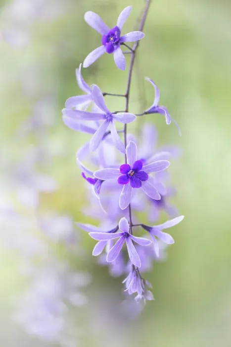Framed Print : Petrea volubilis Framed Print : Petrea volubilis