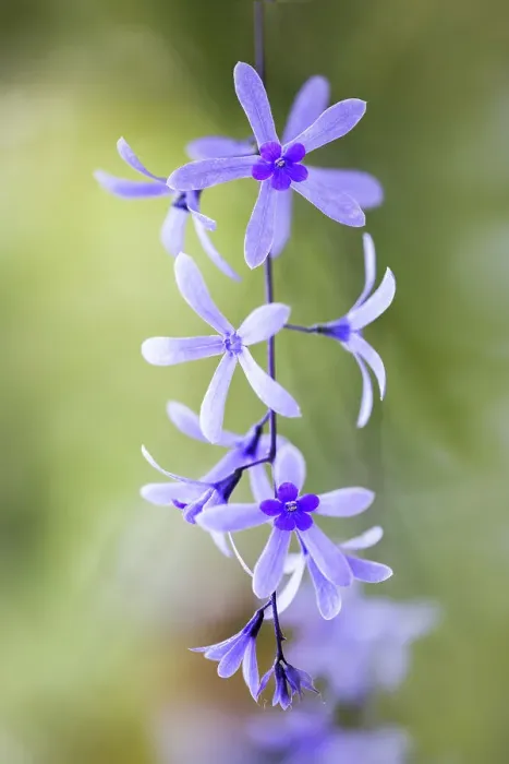 Framed Print : Petrea volubilis Framed Print : Petrea volubilis