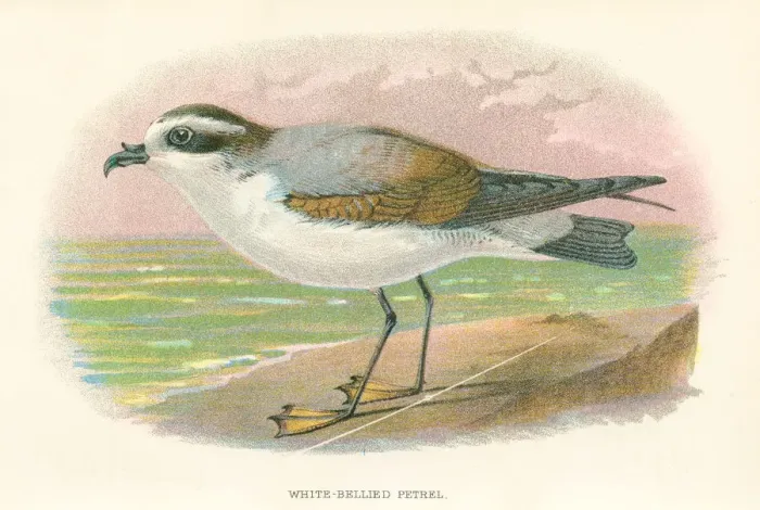 Framed Print : Petrel birds from Great Britain 1897 Framed Print : Petrel birds from Great Britain 1897