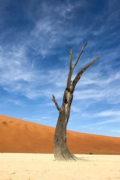 Petrified Forest, Deadvlei, Namib desert, Namibia, Africa