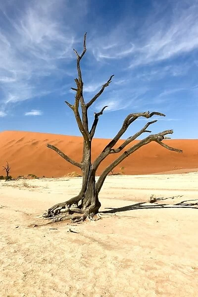 Petrified Forest, Deadvlei, Namib desert, Namibia, Africa