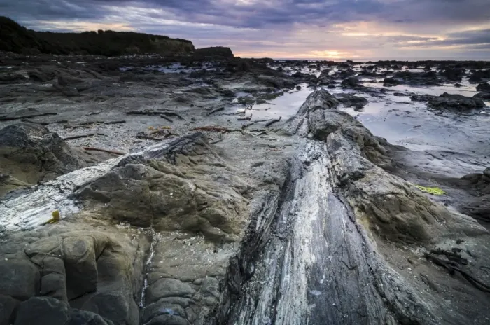 Framed Print : Petrified tree trunk, Petrified podocarp forest, evening mood at the sea, rocky coast, Curio Bay, The Catlins, South Island, New Zealand
