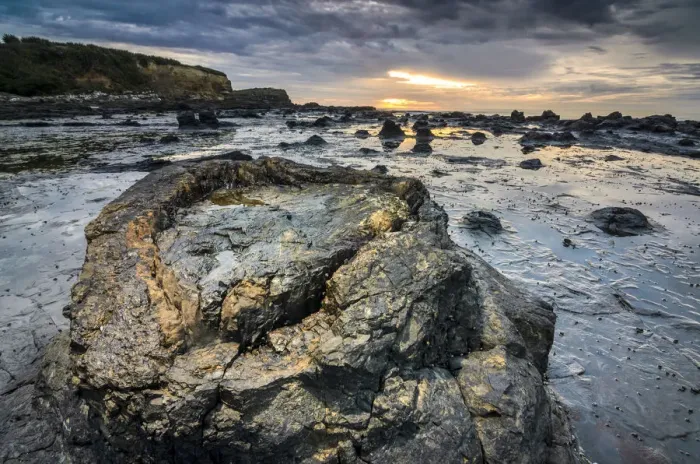 Framed Print : Petrified tree trunks, Petrified podocarp forest, evening mood at the sea, rocky coast, Curio Bay, The Catlins, South Island, New Zealand Framed Print : Petrified tree trunks, Petrified podocarp forest, evening mood at the sea, rocky coast, Curio Bay, The Catlins, South Island, New Zealand