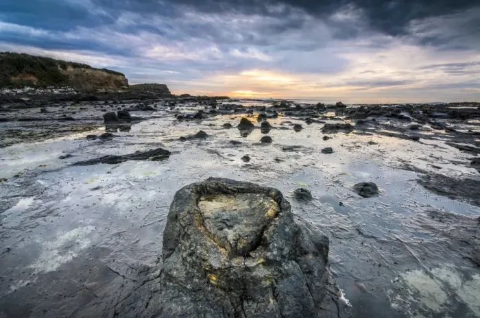 Framed Print : Petrified tree trunks, Petrified podocarp forest, evening mood at the sea, rocky coast, Curio Bay, The Catlins, South Island, New Zealand Framed Print : Petrified tree trunks, Petrified podocarp forest, evening mood at the sea, rocky coast, Curio Bay, The Catlins, South Island, New Zealand