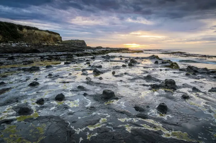 Framed Print : Petrified tree trunks, Petrified podocarp forest, evening mood at the sea, rocky coast, Curio Bay, The Catlins, South Island, New Zealand Framed Print : Petrified tree trunks, Petrified podocarp forest, evening mood at the sea, rocky coast, Curio Bay, The Catlins, South Island, New Zealand