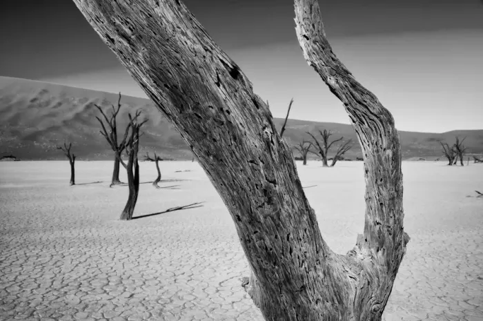 Framed Print : Petrified Trees, The Dead Vlei Framed Print : Petrified Trees, The Dead Vlei