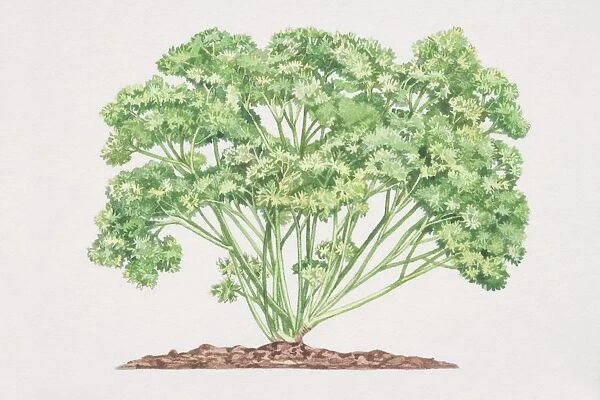 Petroselinum crispum, Curled Parsley plant growing in soil