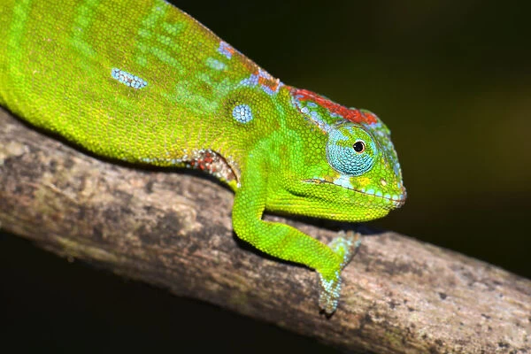 Petters Chameleon -Furcifer petteri-, coloured to indicate pregnancy, Amber Mountain National Park, Nord-Madagaskar, Madagascar