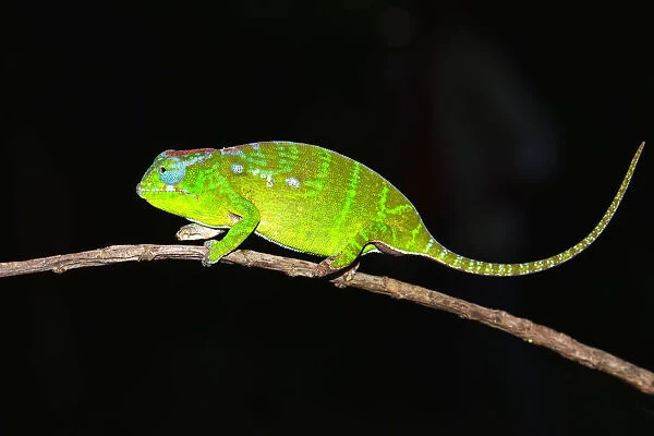Petters Chameleon -Furcifer petteri-, female, coloured to indicate that it is pregnant, Nord-Madagaskar, Madagascar