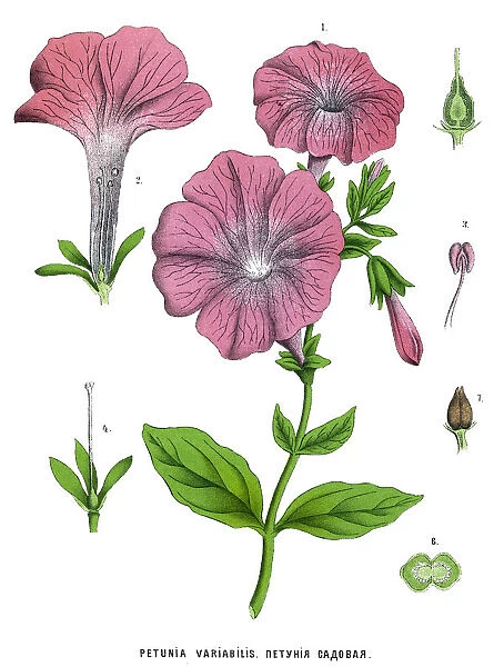petunia. Antique illustration of a Medicinal and Herbal Plants