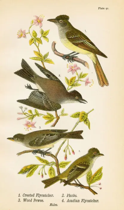 Framed Print : Pewee Flycatcher Phoebe bird lithograph 1890 Framed Print : Pewee Flycatcher Phoebe bird lithograph 1890