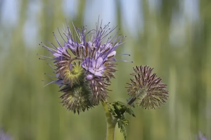Framed Print : Phacelia, Scorpionweed or Heliotrope -Phacelia sp. -, Baden-Wuerttemberg, Germany, Europe Framed Print : Phacelia, Scorpionweed or Heliotrope -Phacelia sp. -, Baden-Wuerttemberg, Germany, Europe