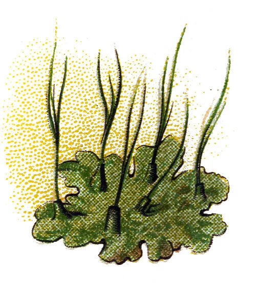 Phaeoceros laevis, the smooth hornwort
