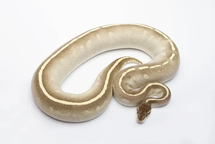 Framed Print : Phantom Mojave Het Ghost Ball Python or Royal Python -Python regius-, female Framed Print : Phantom Mojave Het Ghost Ball Python or Royal Python -Python regius-, female