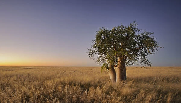 Phantom Tree (Moringa ovalifolia) at Dusk in Namibia