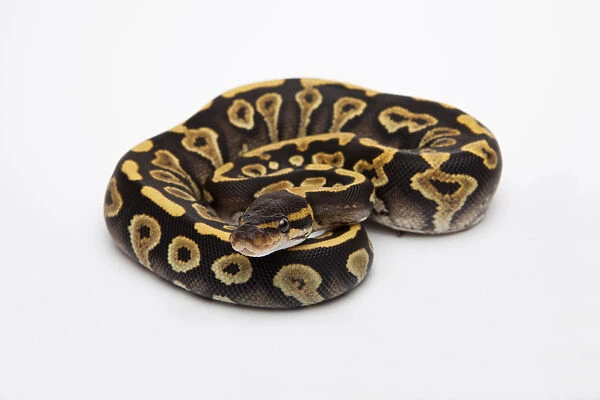 Phantom Yellow Belly Ball Python or Royal Python -Python regius-, female