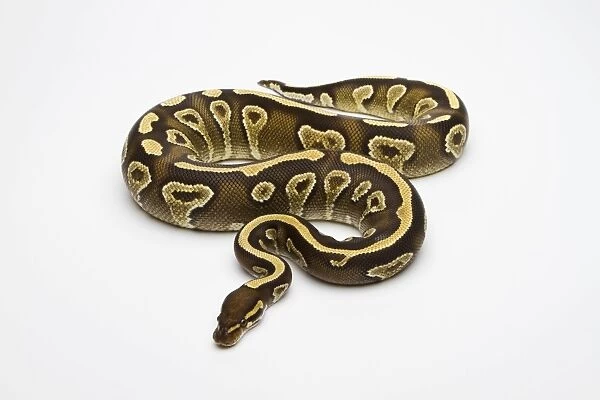 Phantom Yellow Belly Ball Python or Royal Python -Python regius-, female