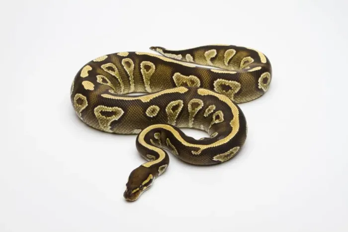 Framed Print : Phantom Yellow Belly Ball Python or Royal Python -Python regius-, female Framed Print : Phantom Yellow Belly Ball Python or Royal Python -Python regius-, female