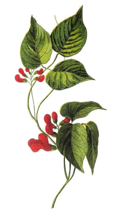 Framed Print : Phaseolus coccineus, known as runner bean, butter bean, scarlet runner bean, or multiflora Framed Print : Phaseolus coccineus, known as runner bean, butter bean, scarlet runner bean, or multiflora