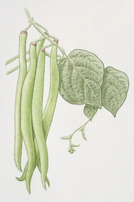 Framed Print : Phaseolus vulgaris, French Bean, green pods on plant