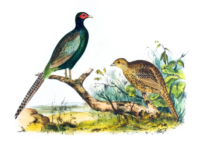 Framed Print : Pheasant birds illustration 1856 Framed Print : Pheasant birds illustration 1856