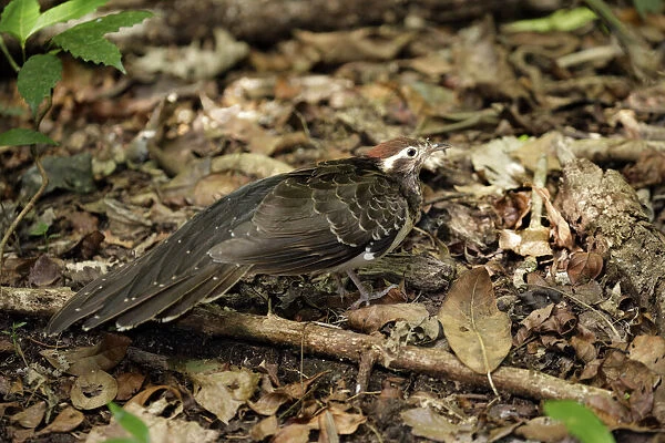 Pheasant Cuckoo (Dromococcyx phasianellus)