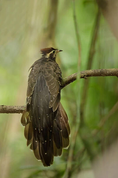 Pheasant Cuckoo (Dromococcyx phasianellus)