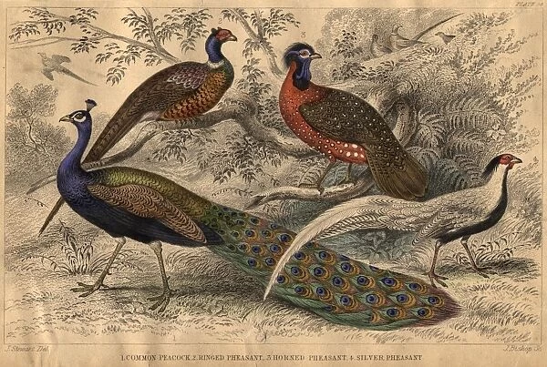 Pheasant Family