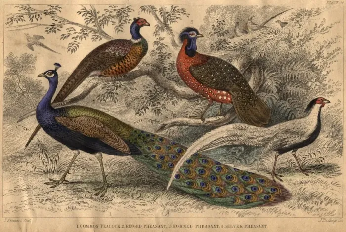 Framed Print : Pheasant Family Framed Print : Pheasant Family