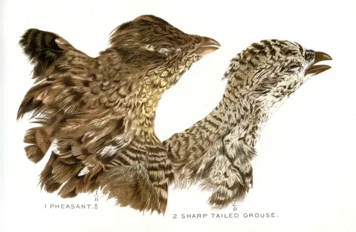 Framed Print : Pheasant and Grouse heads lithograph 1897 Framed Print : Pheasant and Grouse heads lithograph 1897