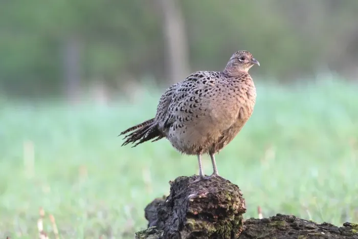 Framed Print : Pheasant -Phasianus colchicus-, hen standing on a tree stump, Lower Austria, Austria Framed Print : Pheasant -Phasianus colchicus-, hen standing on a tree stump, Lower Austria, Austria