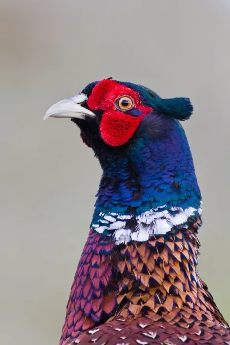 Framed Print : Pheasant -Phasianus colchicus-, portrait, Texel, The Netherlands