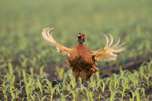 Pheasant -Phasianus colchicus-, displaying in a maize field, North Rhine-Westphalia, Germany
