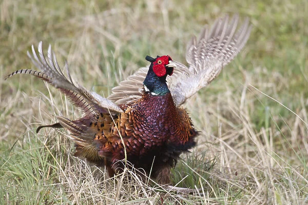 Pheasant -Phasianus colchicus-, flutter jump, Texel, The Netherlands