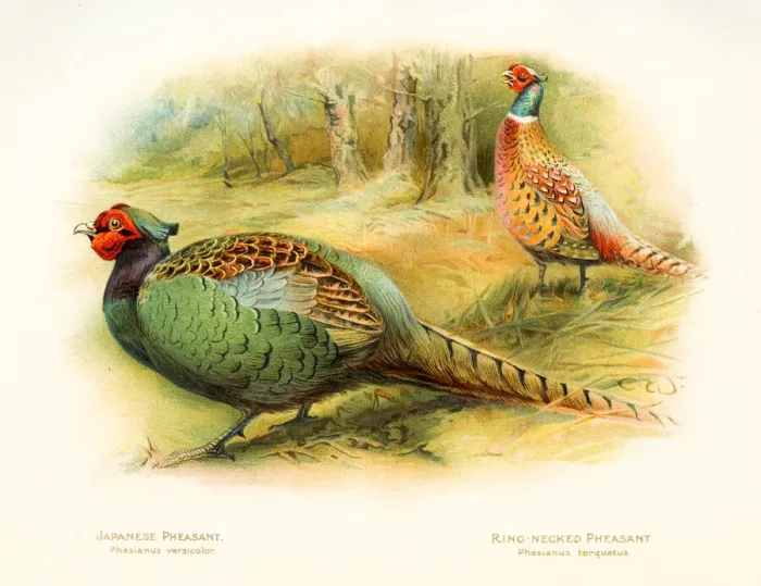 Framed Print : Pheasants birds color plate 1900 Framed Print : Pheasants birds color plate 1900