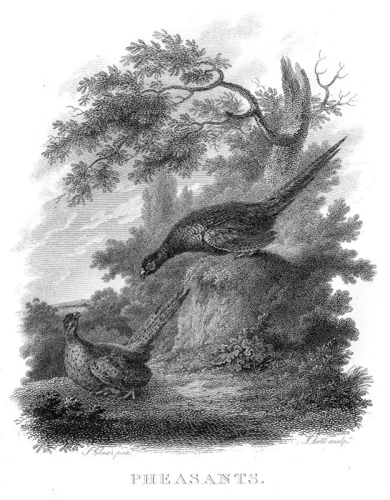 Framed Print : Pheasants engraving 1802 Framed Print : Pheasants engraving 1802