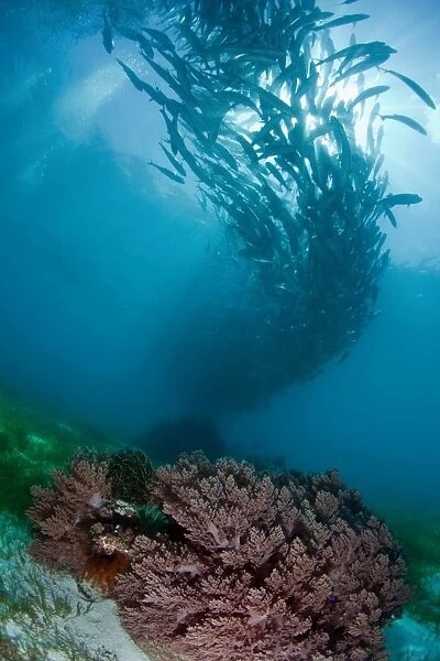 swarm. Philippines. Balicasag.Huge school of jack-fish at shallow