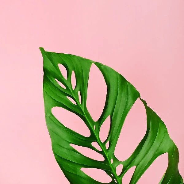 Philodendron leaf on pink