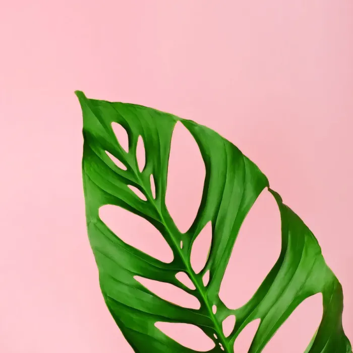 Framed Print : Philodendron leaf on pink Framed Print : Philodendron leaf on pink