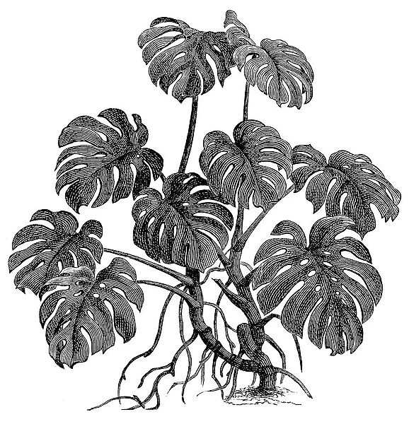 Philodendron (philodendron pertusum)